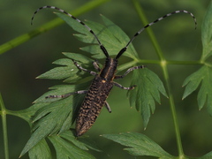 Agapanthia villosoviridescens
