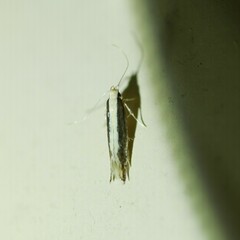 Macrenches eurybatis