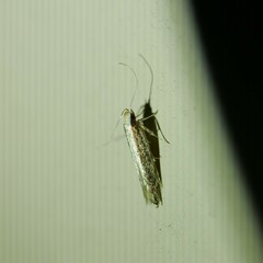 Macrenches eurybatis