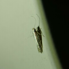 Macrenches eurybatis
