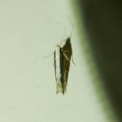 Macrenches eurybatis