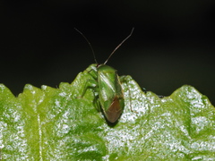 Apolygus spinolae