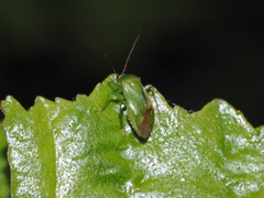 Apolygus spinolae