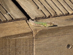 Podarcis siculus campestris