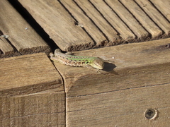 Podarcis siculus campestris