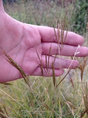 Dichanthium annulatum