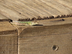 Podarcis siculus campestris