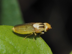 Chloropinae