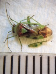 Tuicoris excelsus