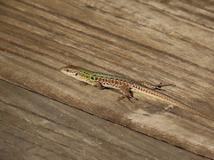 Podarcis siculus campestris