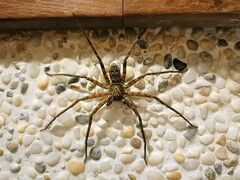 Heteropoda venatoria