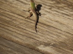 Podarcis siculus campestris