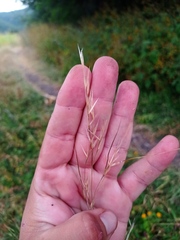 Nassella mucronata