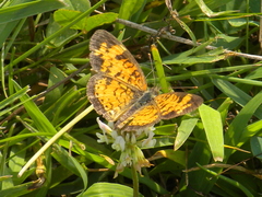 Phyciodes