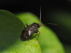 Polymerus