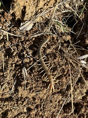 Scolopendra