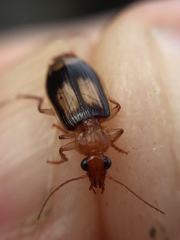 Trigonothops pacifica