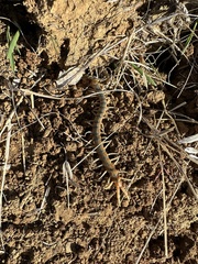 Scolopendra