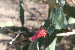 Opuntia karwinskiana