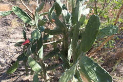 Opuntia karwinskiana