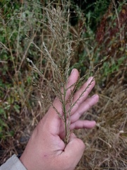 Leptochloa dubia