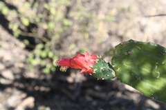 Opuntia karwinskiana