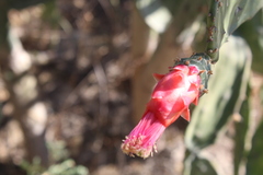 Opuntia karwinskiana