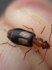 Trigonothops pacifica