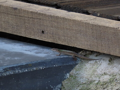 Podarcis siculus campestris