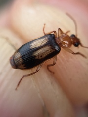 Trigonothops pacifica