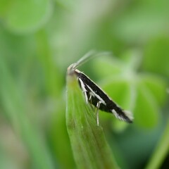 Macrenches eurybatis