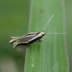 Macrenches eurybatis