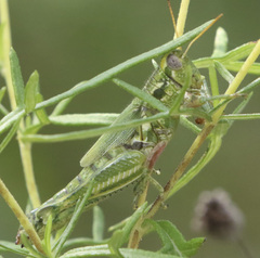 Campylacantha olivacea