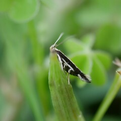 Macrenches eurybatis