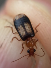 Trigonothops pacifica