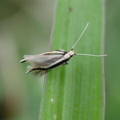 Macrenches eurybatis