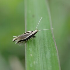 Macrenches eurybatis