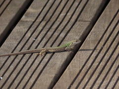 Podarcis siculus campestris