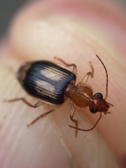 Trigonothops pacifica