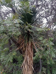 Yucca filifera