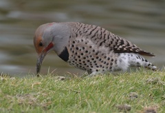 Colaptes auratus luteus × cafer