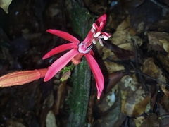 Passiflora glandulosa