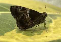 Hyarotis adrastus