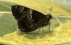 Hyarotis adrastus