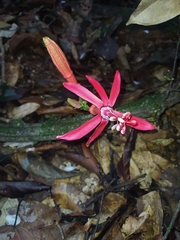 Passiflora glandulosa