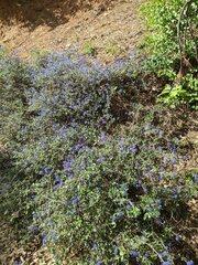 Ceanothus lemmonii