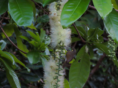 Barringtonia calyptrata