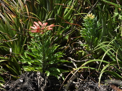 Alstroemeria ligtu