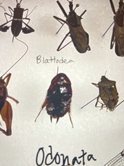 Periplaneta americana