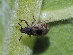 Mesagroicus piliferus